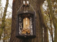 Fledermauskasten mit Hornissenwaben in Horka